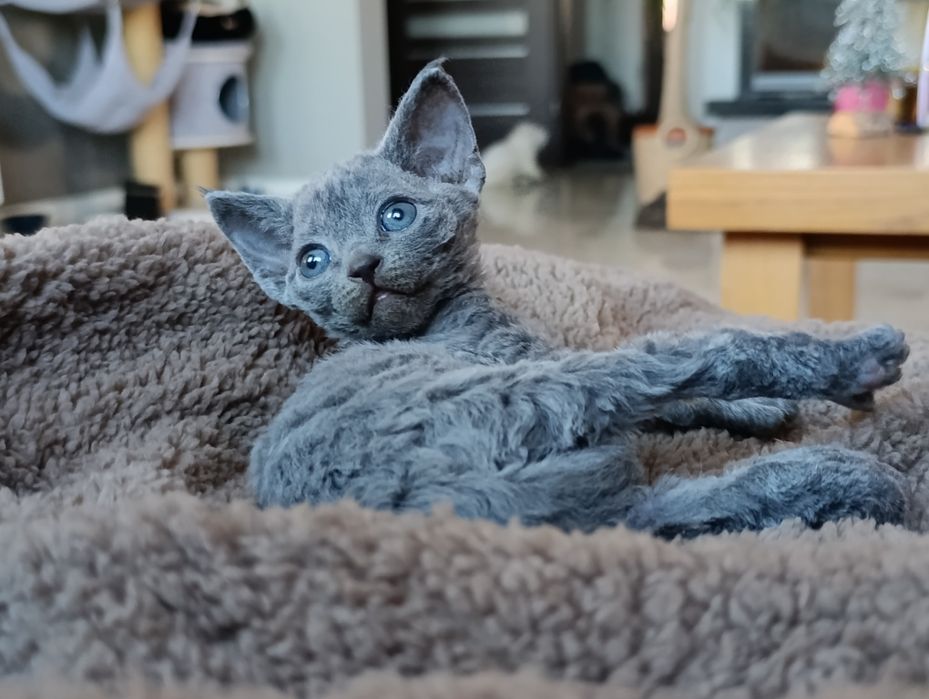 Kotka Devon rex niebieska rodowód FPL