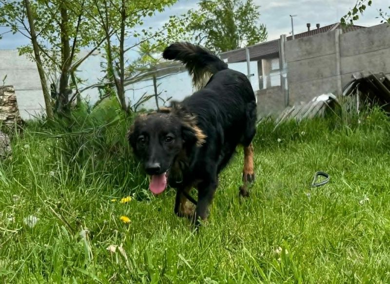 Grim do adopcji!