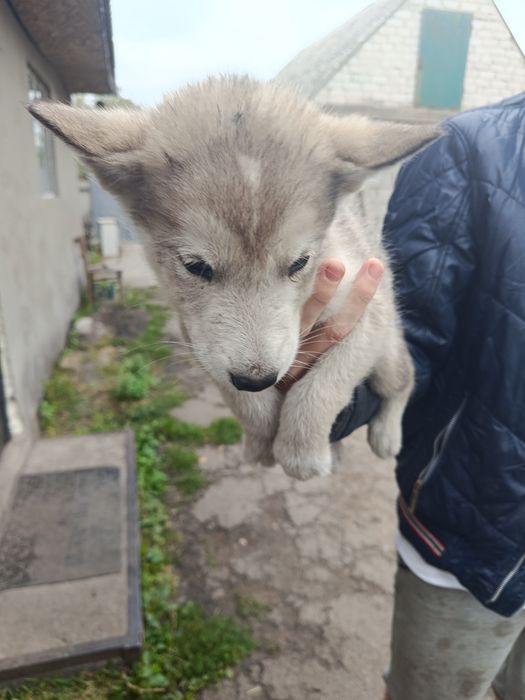 продажа алясинских маламутов