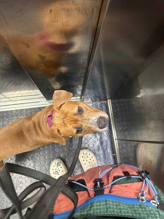 Serviços de Pet Sitting