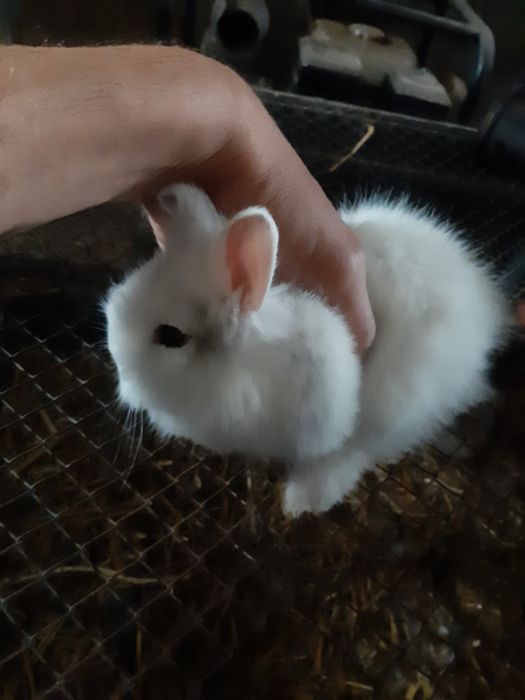 Króliki Lwie GŁOWY miniaturki