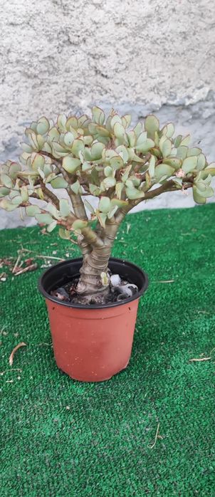 Planta Suculenta