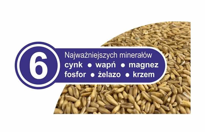 Owies na Mąkę do Thermomixa Młynka 5 KG bez Glifosatu