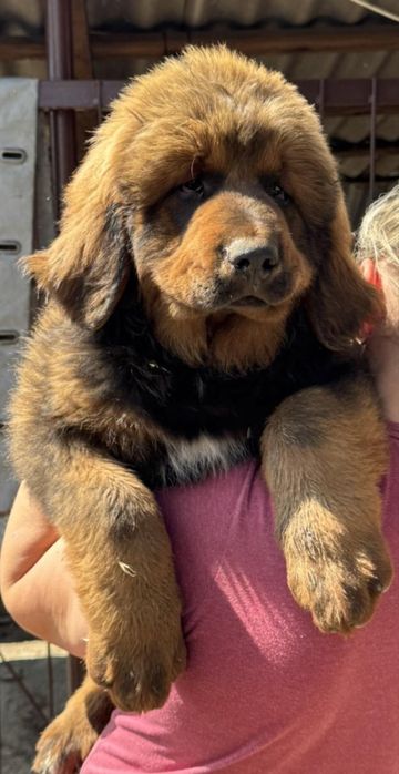 Тибетський мастиф