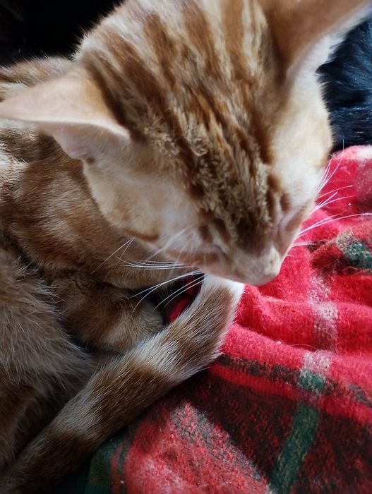 Gatinho amarelo macho para doar