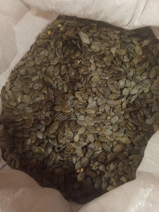 Посівне насіння голонасіного гарбуза