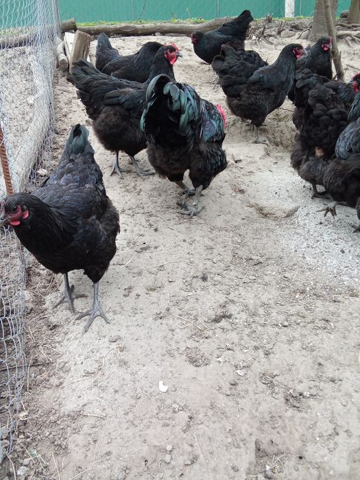 Кури породи джерсійський гігант.