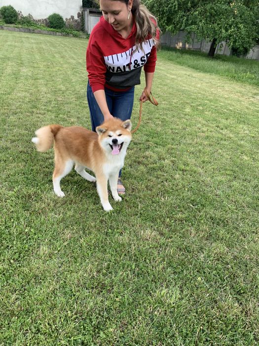 Акіта іну, дівчинка, 4 щеплення, 5 місяців