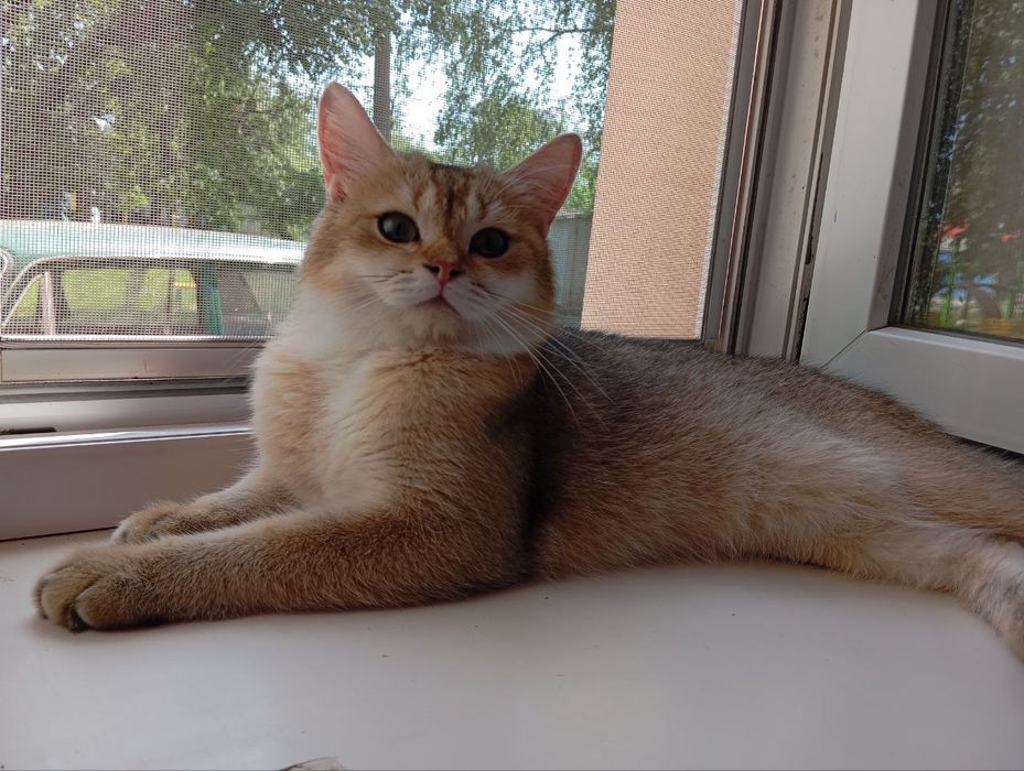 Вязка. Золотой котик.