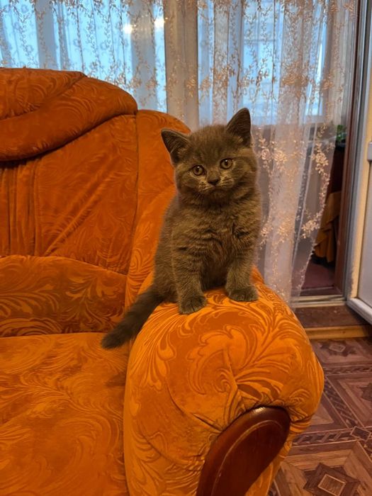 Шикарний британський хлопчик