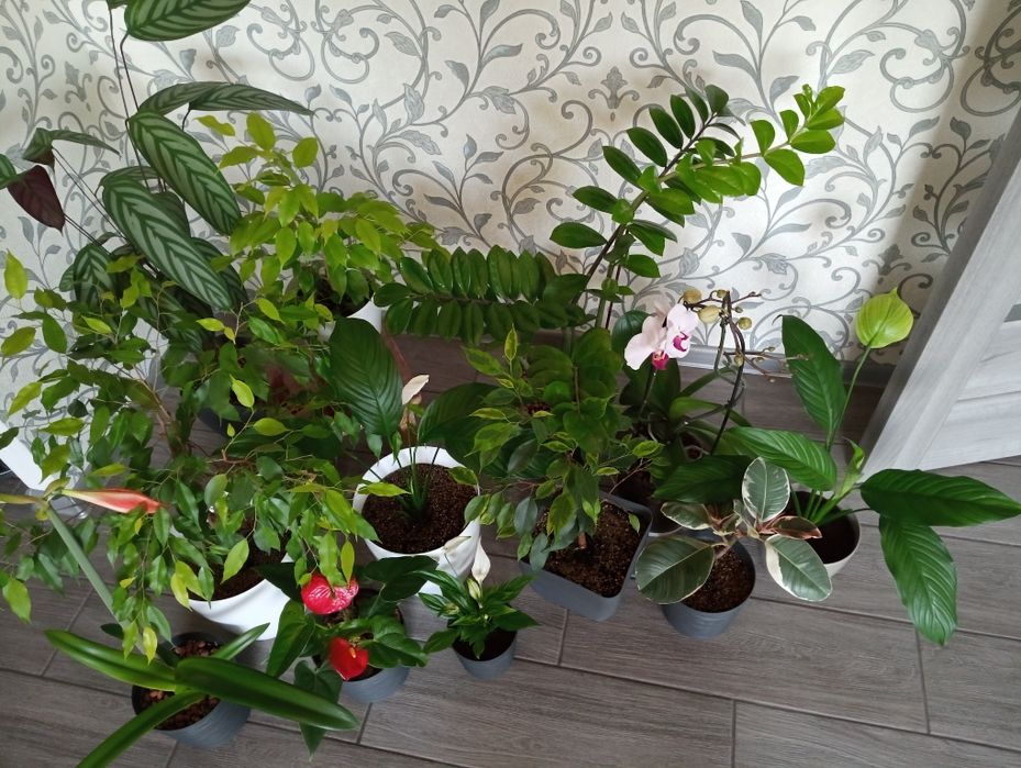 Кімнатні рослини! Фікуси, Спатифілуми. Великий розпродаж