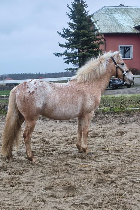 Irlandzki kucyk sportowy