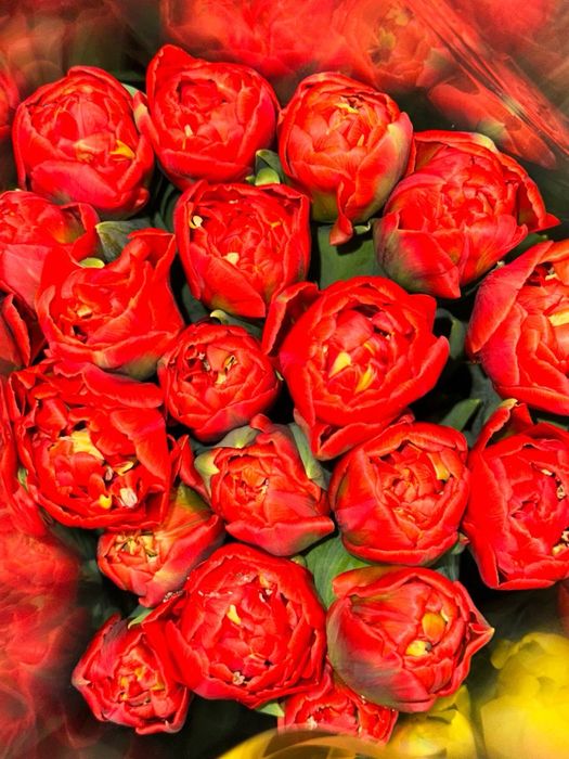 Тюльпани до 8 березня ОПТ