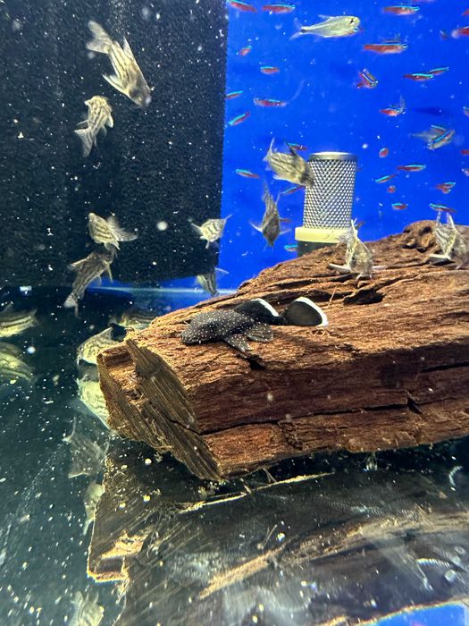 Ancistrus hoplogenys L 059 zbrojnik WF/F0