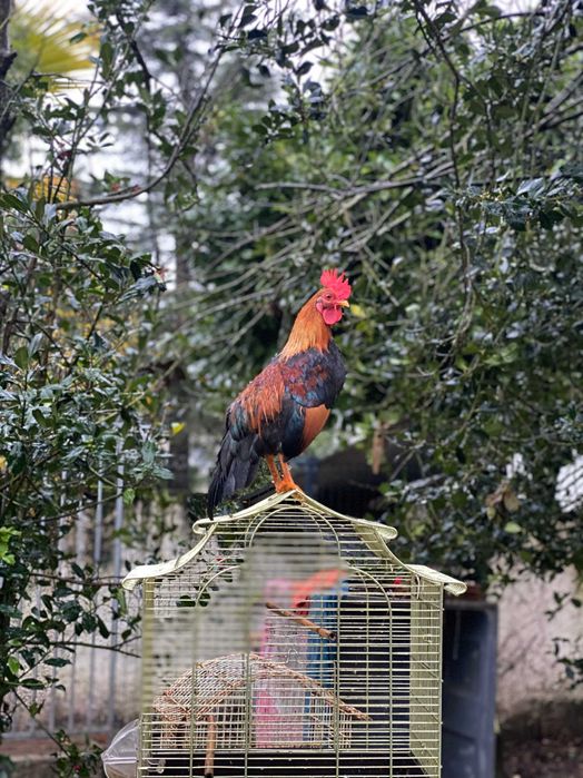 Venda ou troca  Garnisés