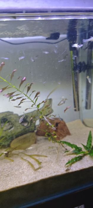 Guppys c/ aquário