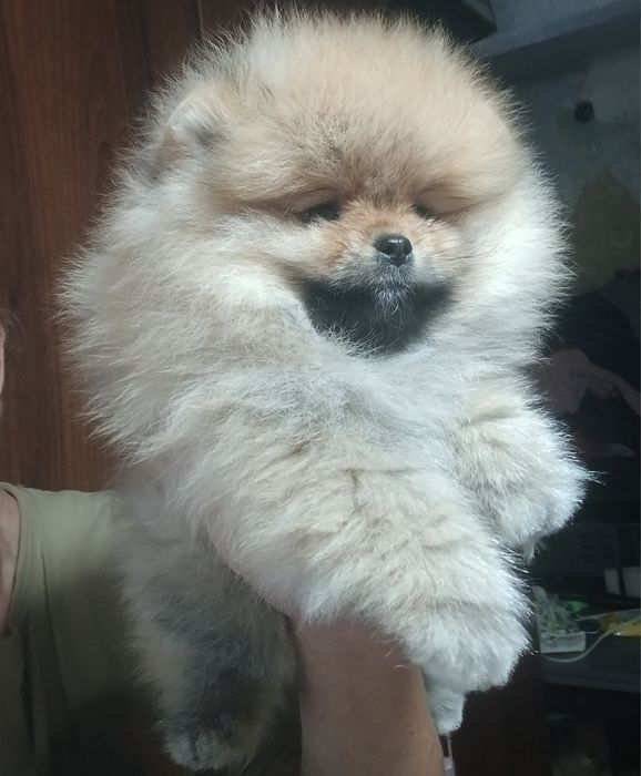 Малюки померашки для вас КСУ