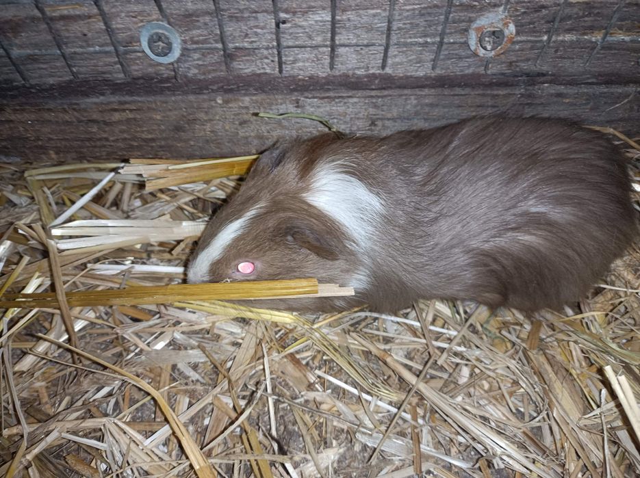 Świnki morskie młode kolorowe