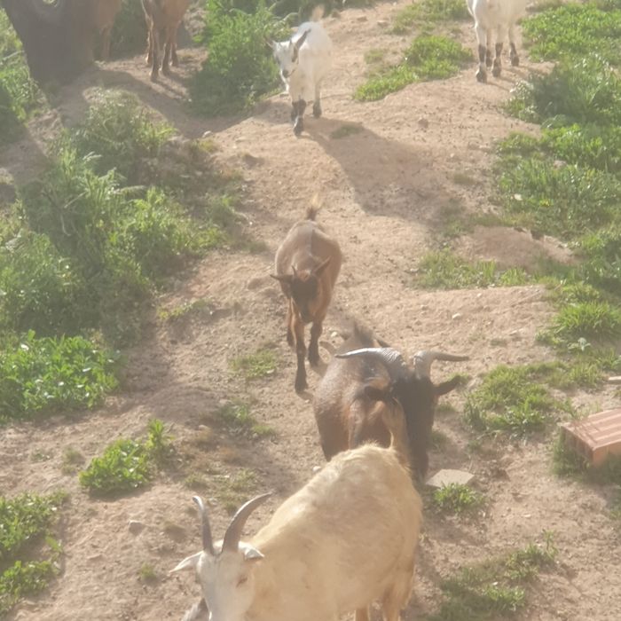 Bode, cabrito venda ou troca