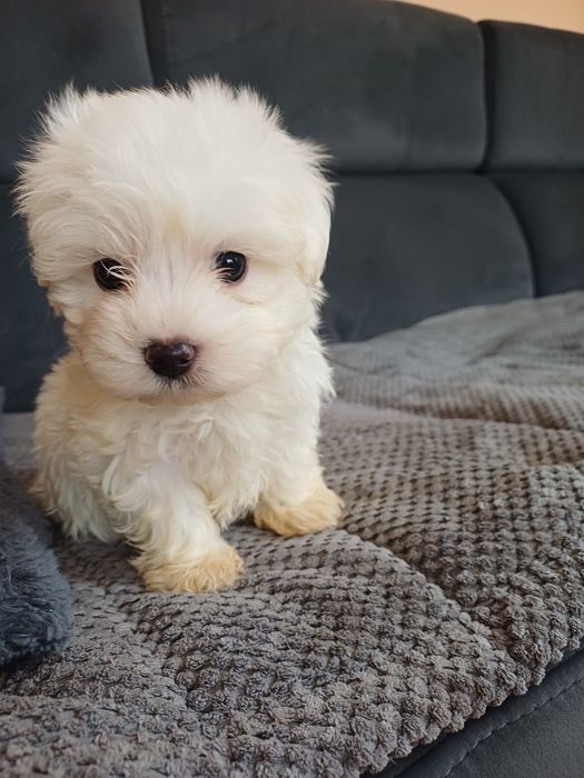 Maltanczyk mały słodziak