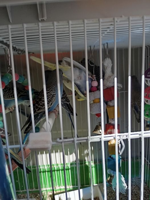 Periquitos Australianos