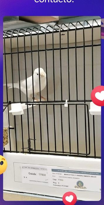 Canários brancos reprodutores