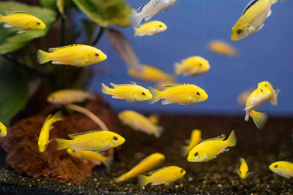 Caeruleus Yellow Lab