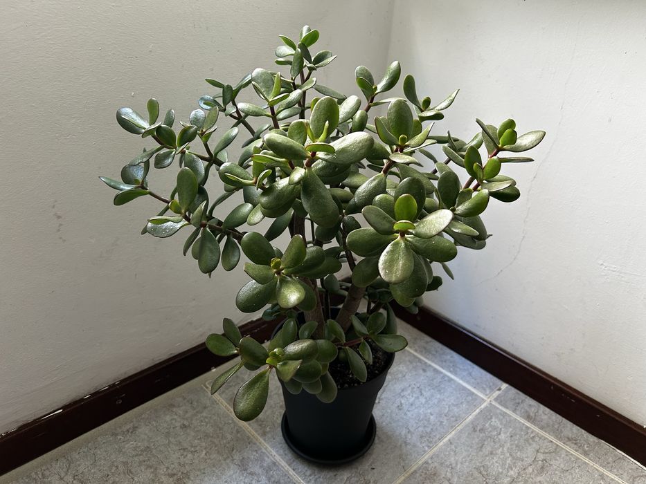 Planta Jade - 55 cm altura