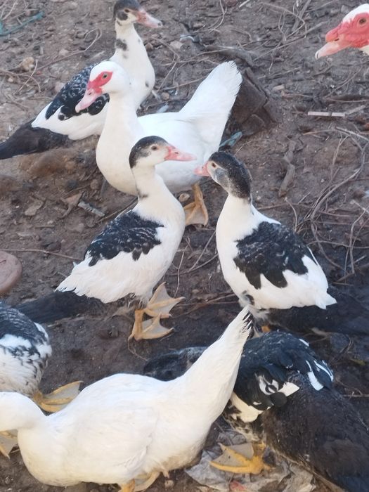 patos  prontos   a mudar de dono