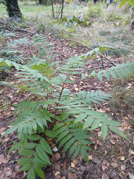 sadzonki -  sumak octowiec