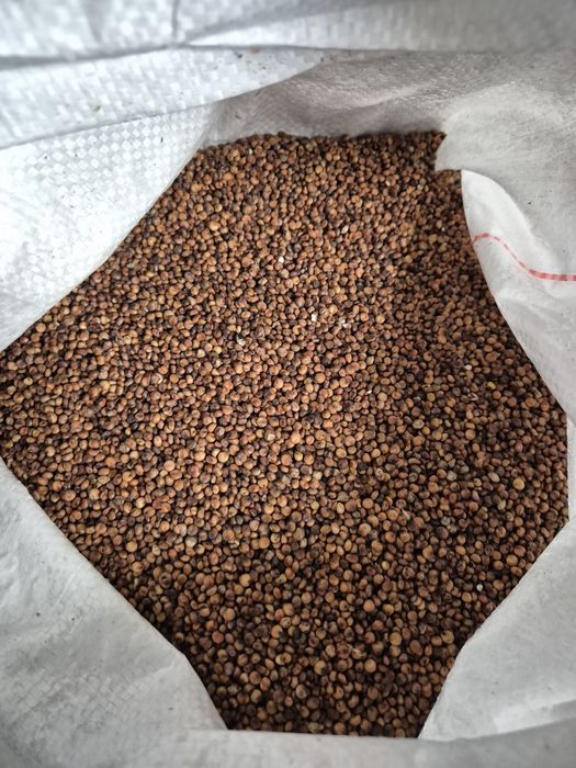 Sorgo czerwone sorgo