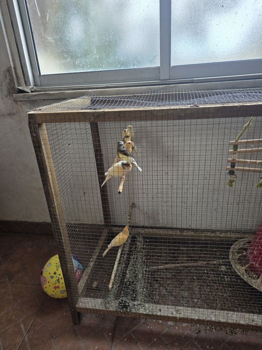 Canários e hibridos