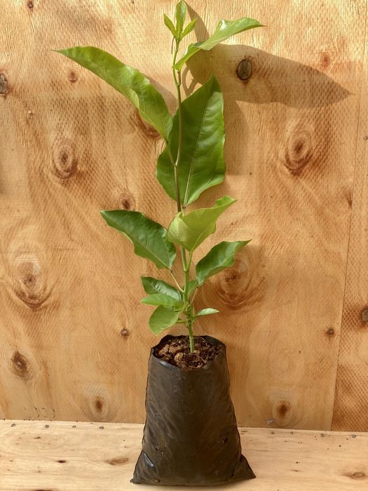 Maracujá Amarelo (Passiflora edulis flavicarpa)