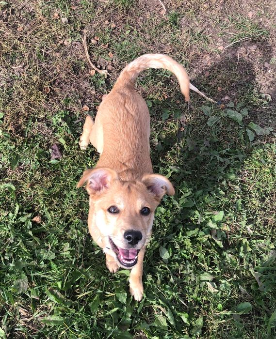 Розумник Реджі шукає люблячу родину!