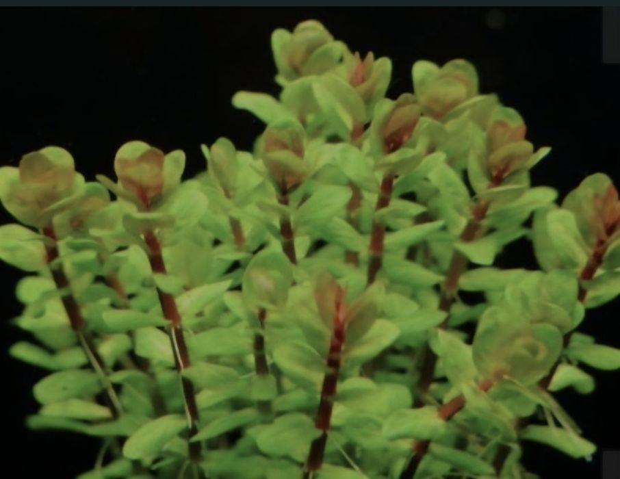 Ammania/rotala bonsai