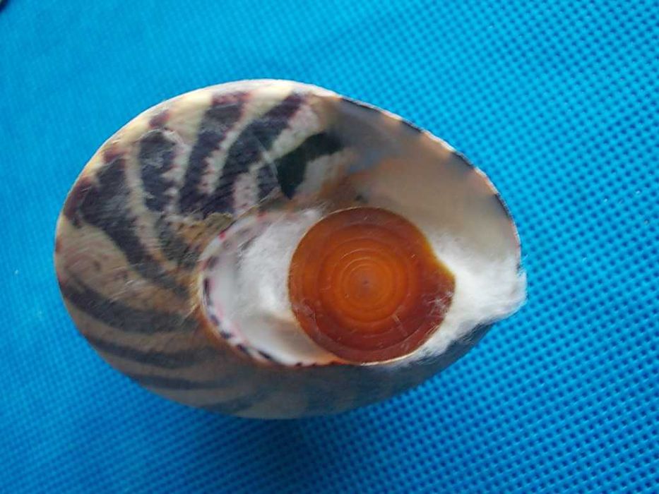 Muszle morskie- Tectus pyramis