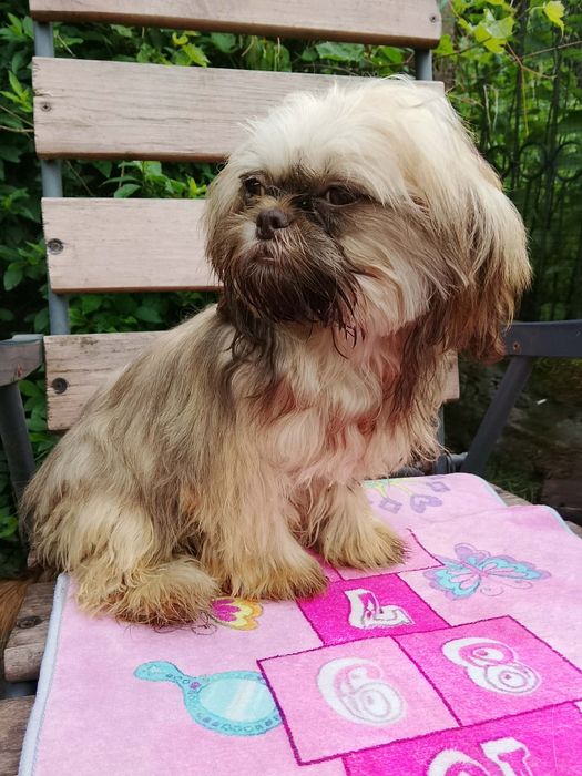 Gaga mini sunia shih tzu / domowa hodowla