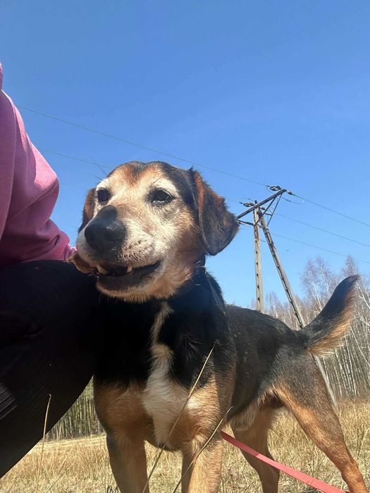 Ludwik psiak do adopcji 9l. 16kg