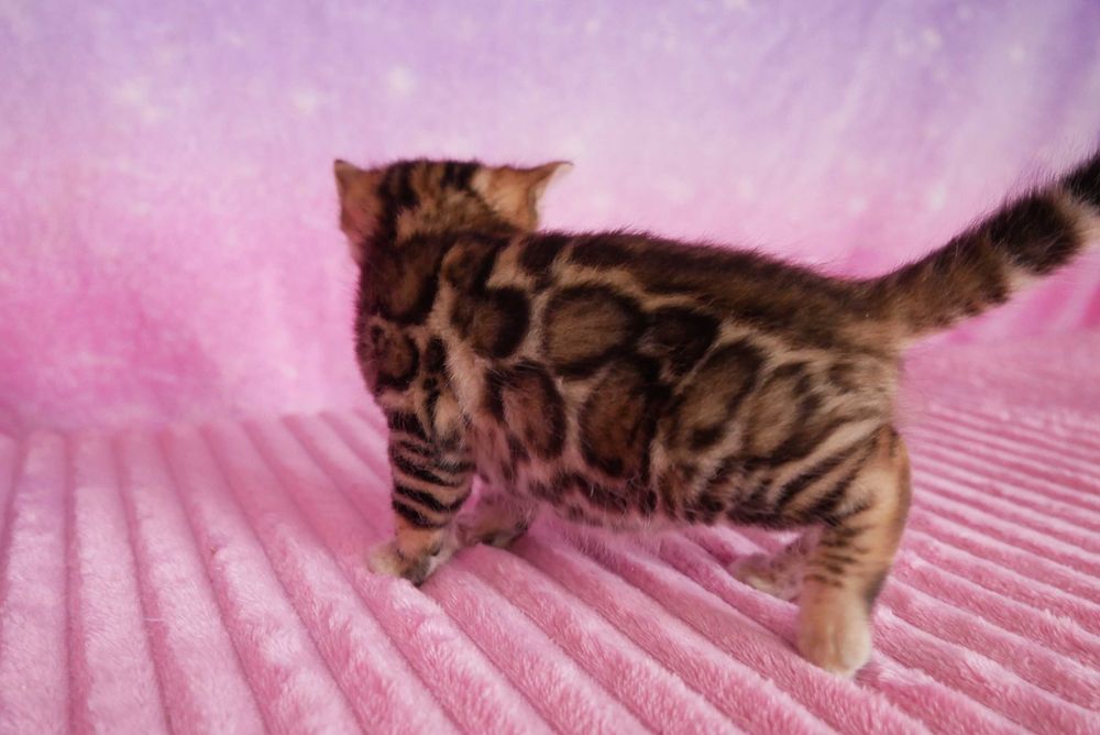 Przepiekna koteczka bengalska