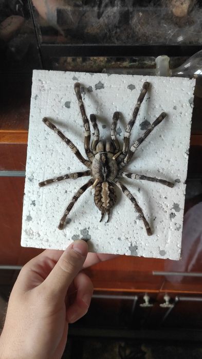 Чучело паука большое