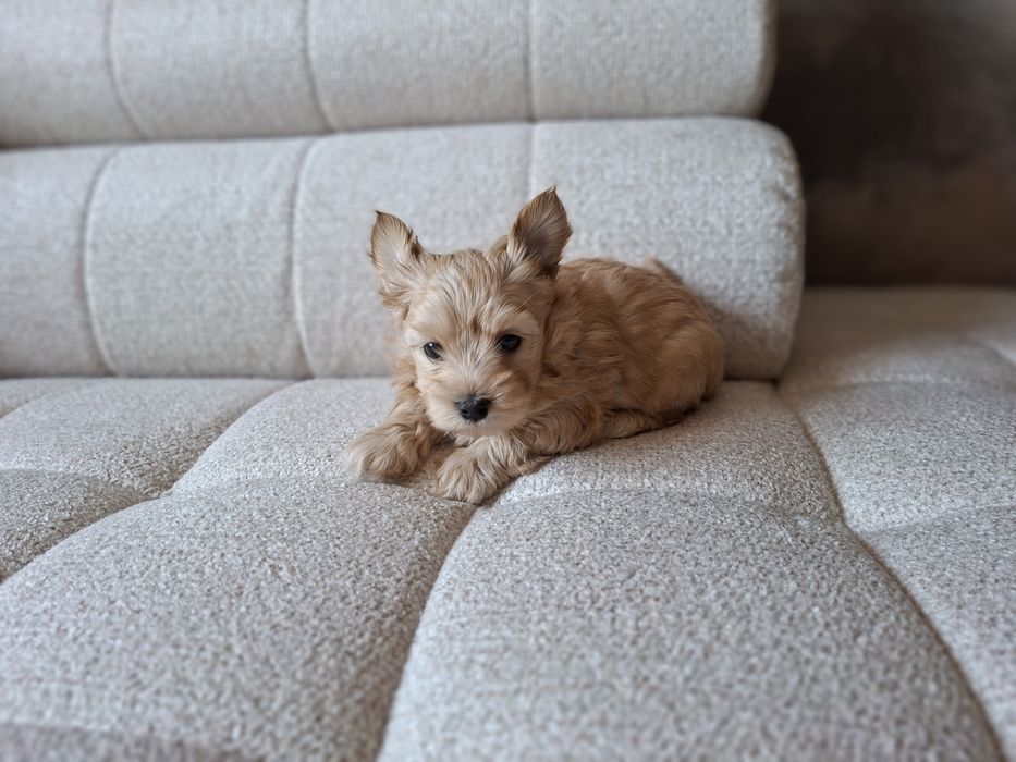 Yorkshire terrier Piesek