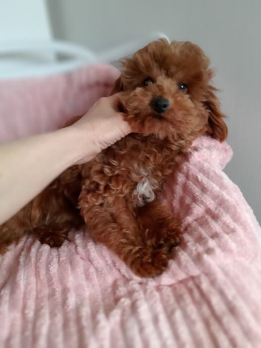 Мальтіпу F2 дівчинка