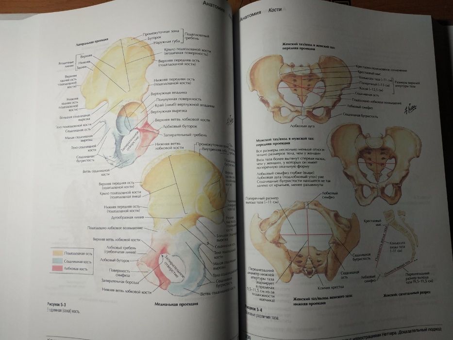 Клиническое обследование в ортопедии с иллюстрациями Неттера