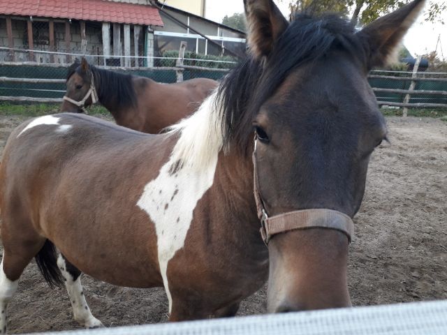 Klaczka huculska srokata