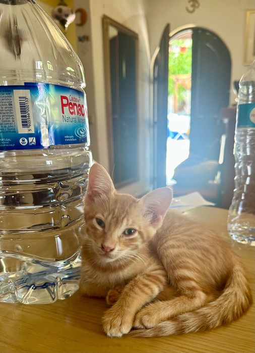 Gatinhos procuram novo lar