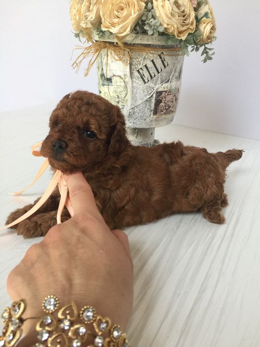 VIP Той-Пуделі — від серця до серця