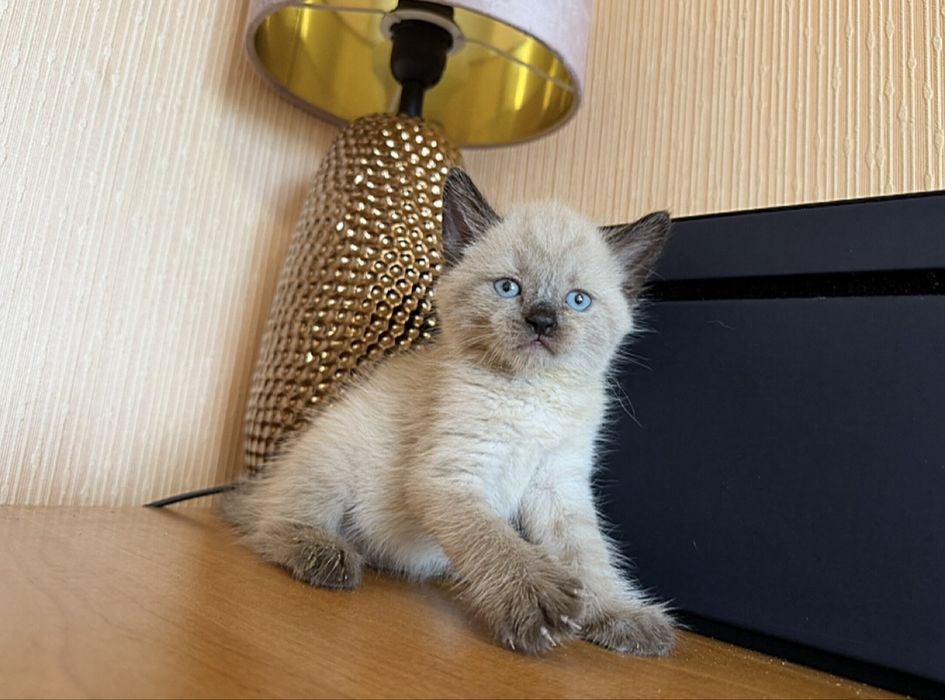 Тайская Милота)