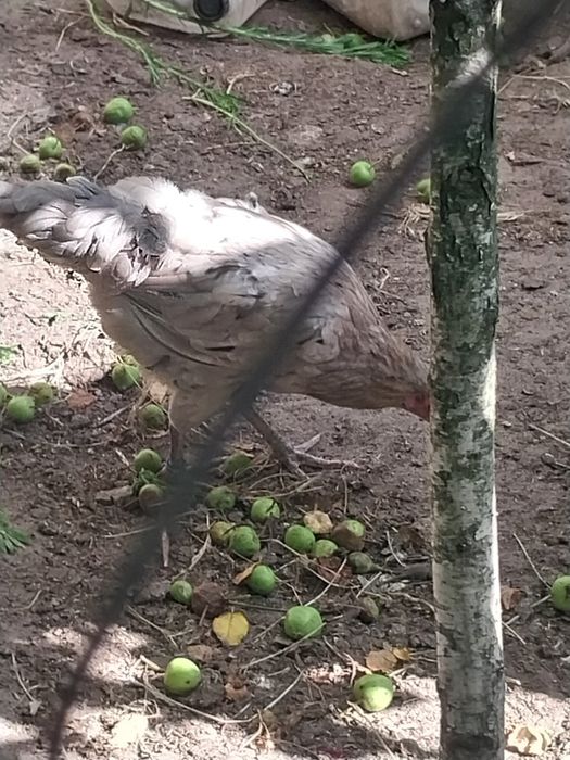 Продаються Кури та півень
