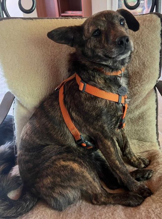 Mały piesek Cukierek szuka domu