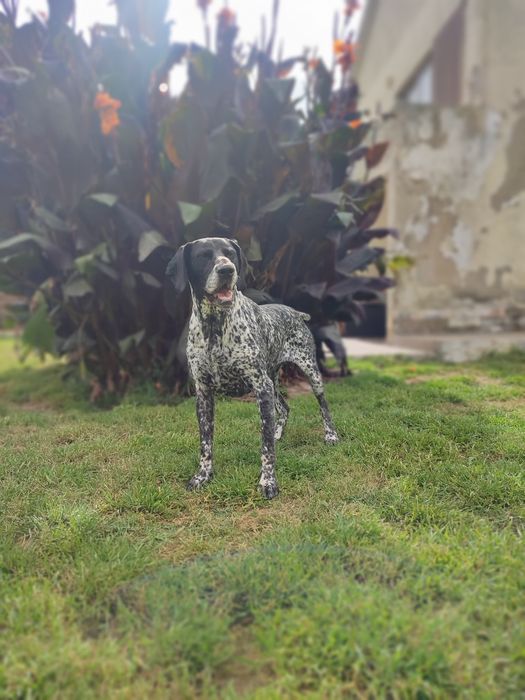 Fêmea Braco Alemão para adopção